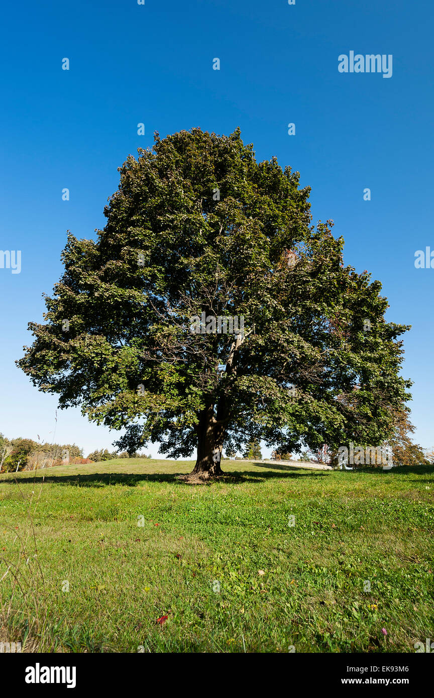 Arbre sain, California, USA Banque D'Images