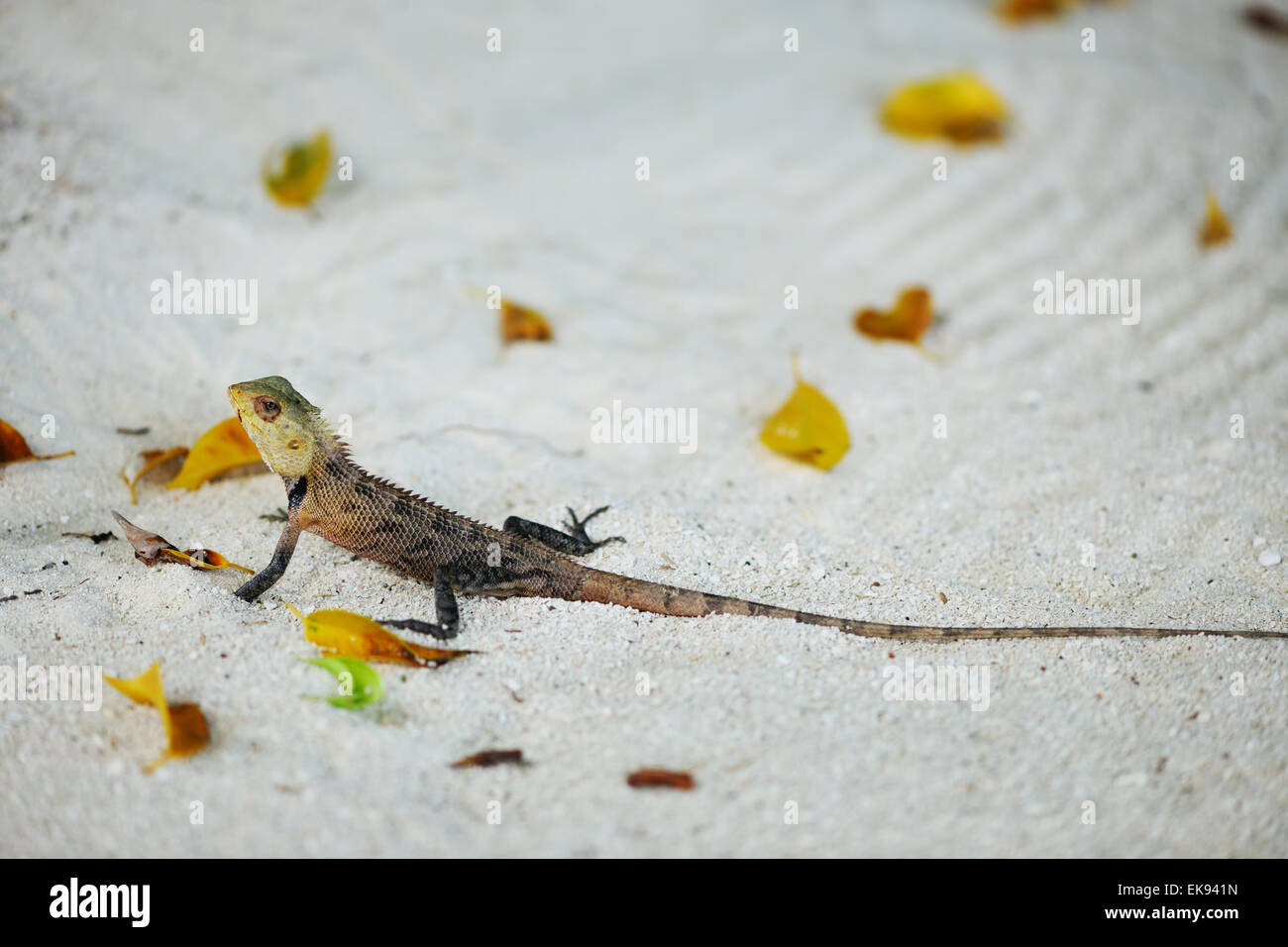 Lézard sauvage Banque D'Images