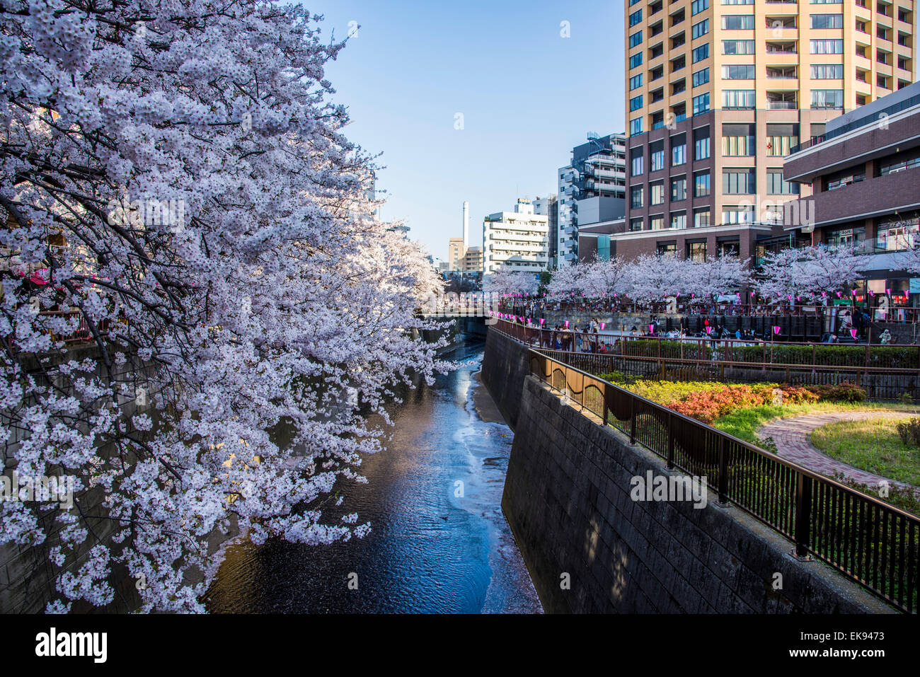 Fleur de cerisier,rivière Meguro Tokyo,Japon,,Meguro-Ku Banque D'Images