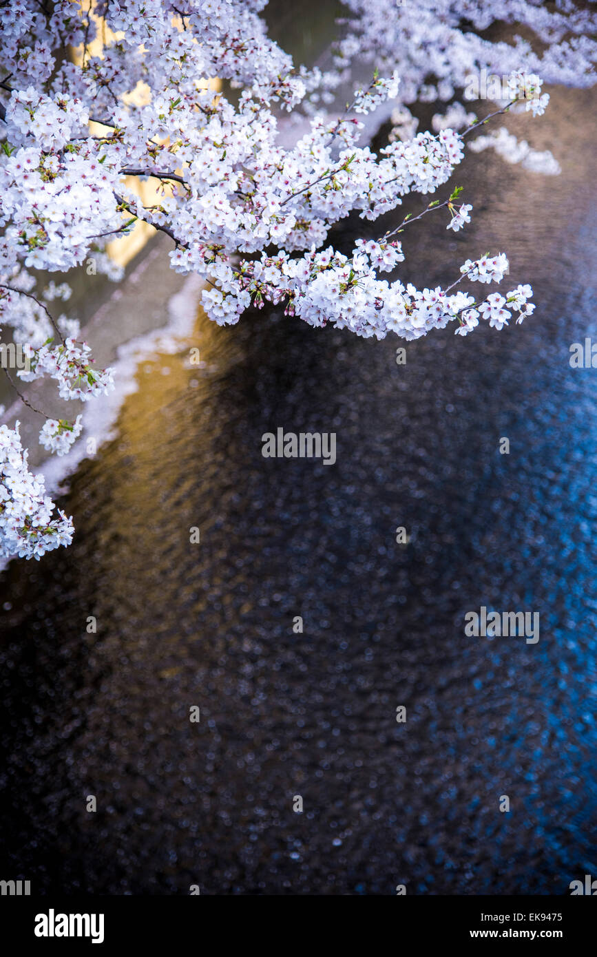 Fleur de cerisier,rivière Meguro Tokyo,Japon,,Meguro-Ku Banque D'Images