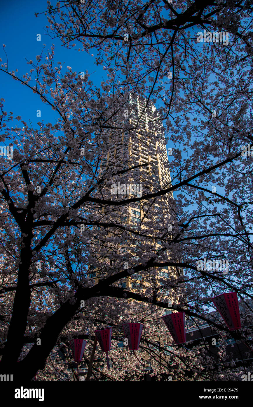 Fleur de cerisier,rivière Meguro Tokyo,Japon,,Meguro-Ku Banque D'Images