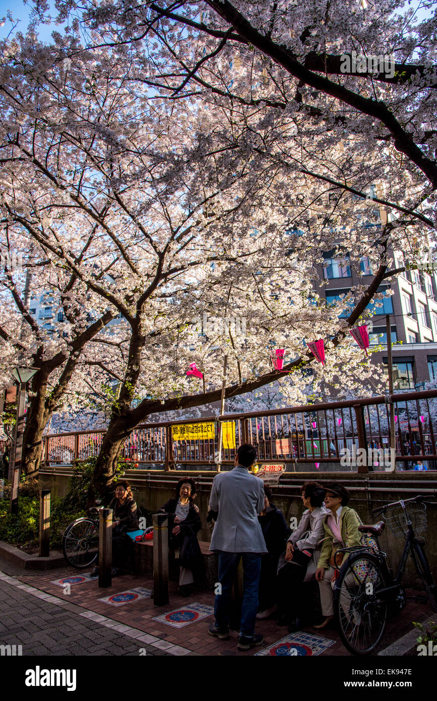 Fleur de cerisier,rivière Meguro Tokyo,Japon,,Meguro-Ku Banque D'Images