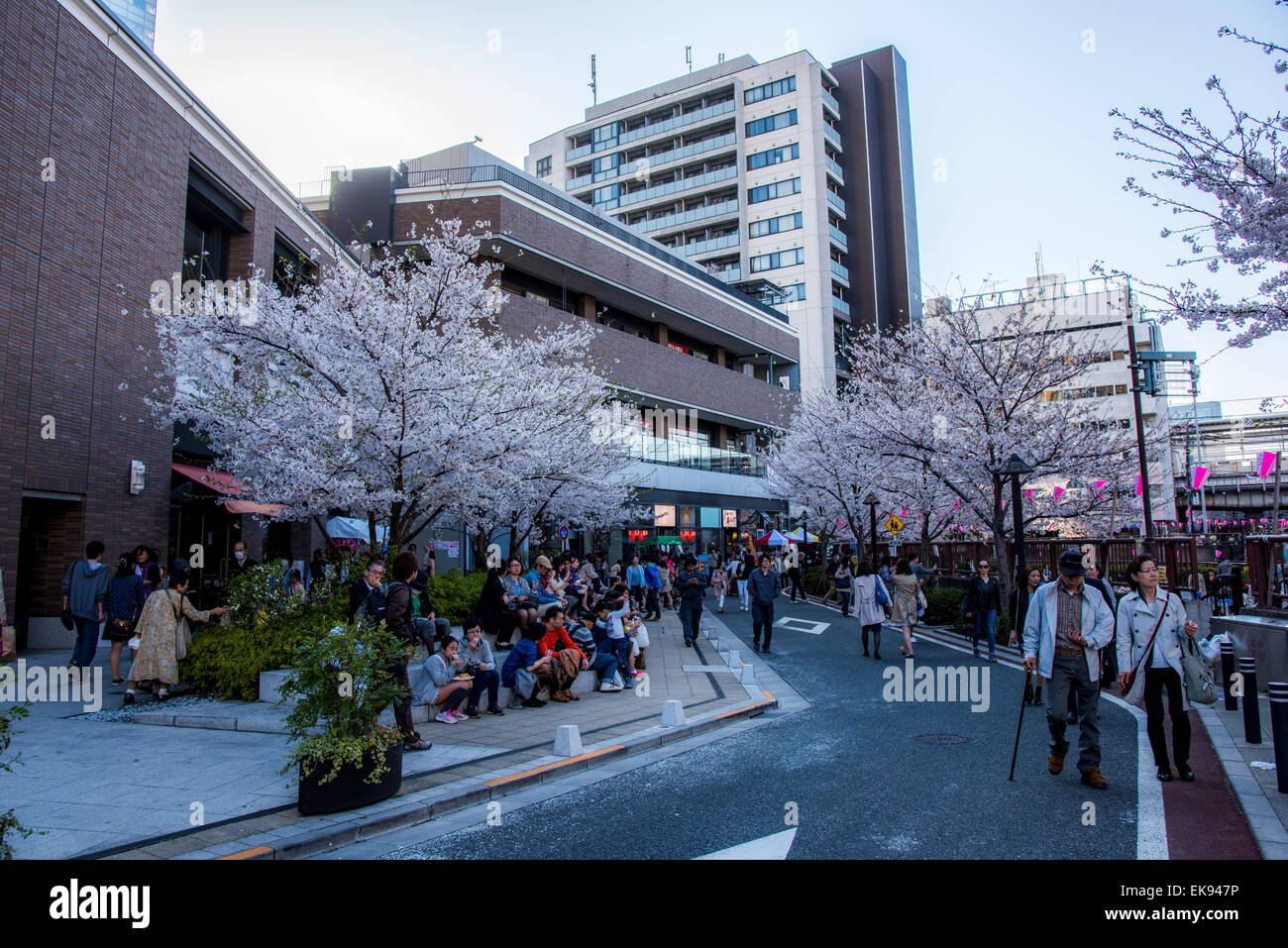 Fleur de cerisier,rivière Meguro Tokyo,Japon,,Meguro-Ku Banque D'Images