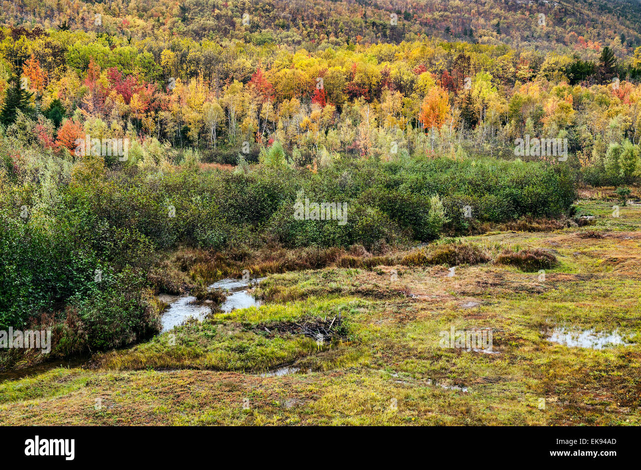 Vallée de l'automne, Acadia, Maine, USA Banque D'Images