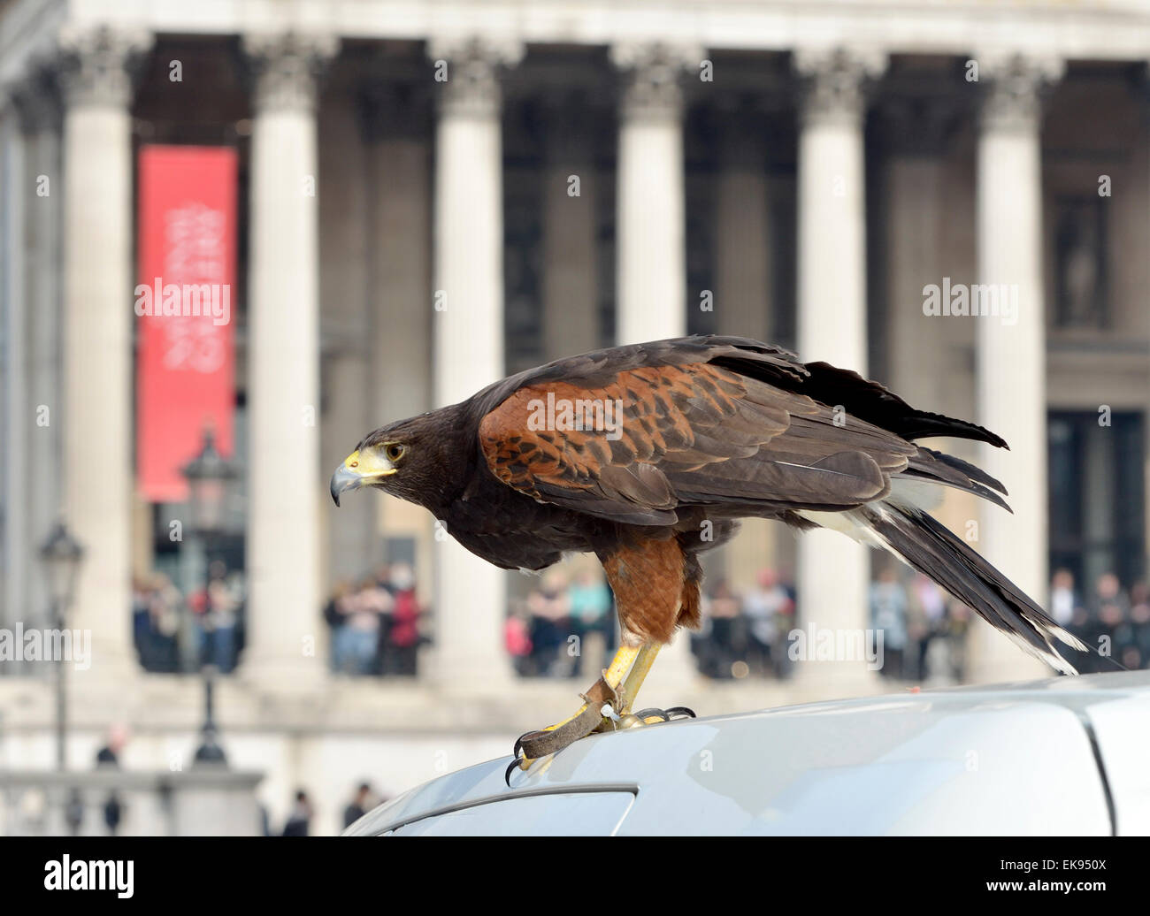 Londres, Royaume-Uni. 8 avril 2015. A Harris's Hawk, (Parabuteo unicinctus) utilisé pour contrôler les pigeons de Trafalgar Square, est montré au public par le maître Wayne Parsons Credit: PjrNews/Alamy Live News Banque D'Images