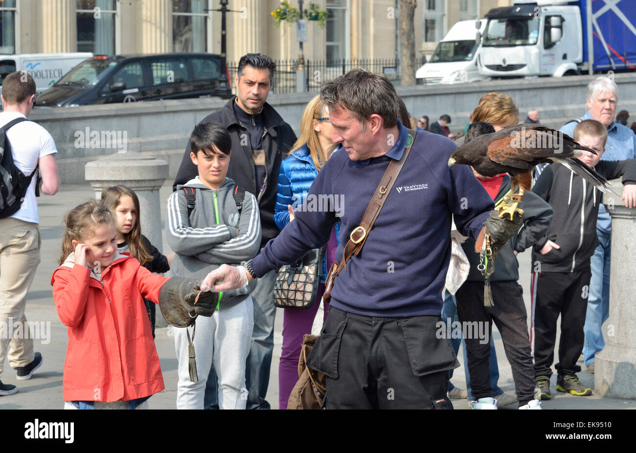 Londres, Royaume-Uni. 8 avril 2015. A Harris's Hawk, (Parabuteo unicinctus) utilisé pour contrôler les pigeons de Trafalgar Square, est montré au public par le maître Wayne Parsons Credit: PjrNews/Alamy Live News Banque D'Images