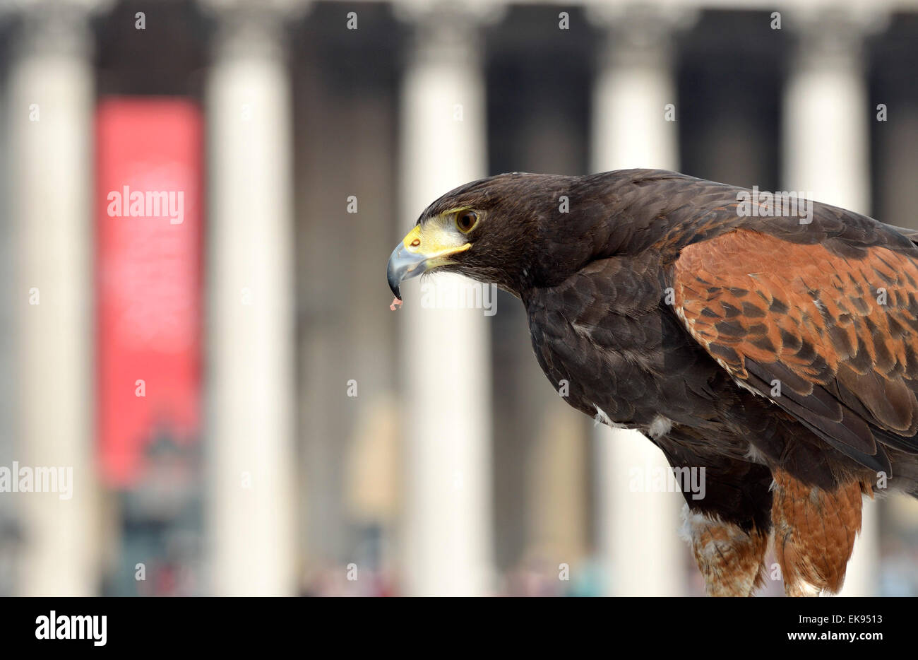 Londres, Royaume-Uni. 8 avril, 2015. Un Harris Parabuteo unicinctus (, Hawk) utilisés pour contrôler les pigeons à Trafalgar Square, est montrée au public par handler Wayne Parsons Crédit : PjrNews/Alamy Live News Banque D'Images
