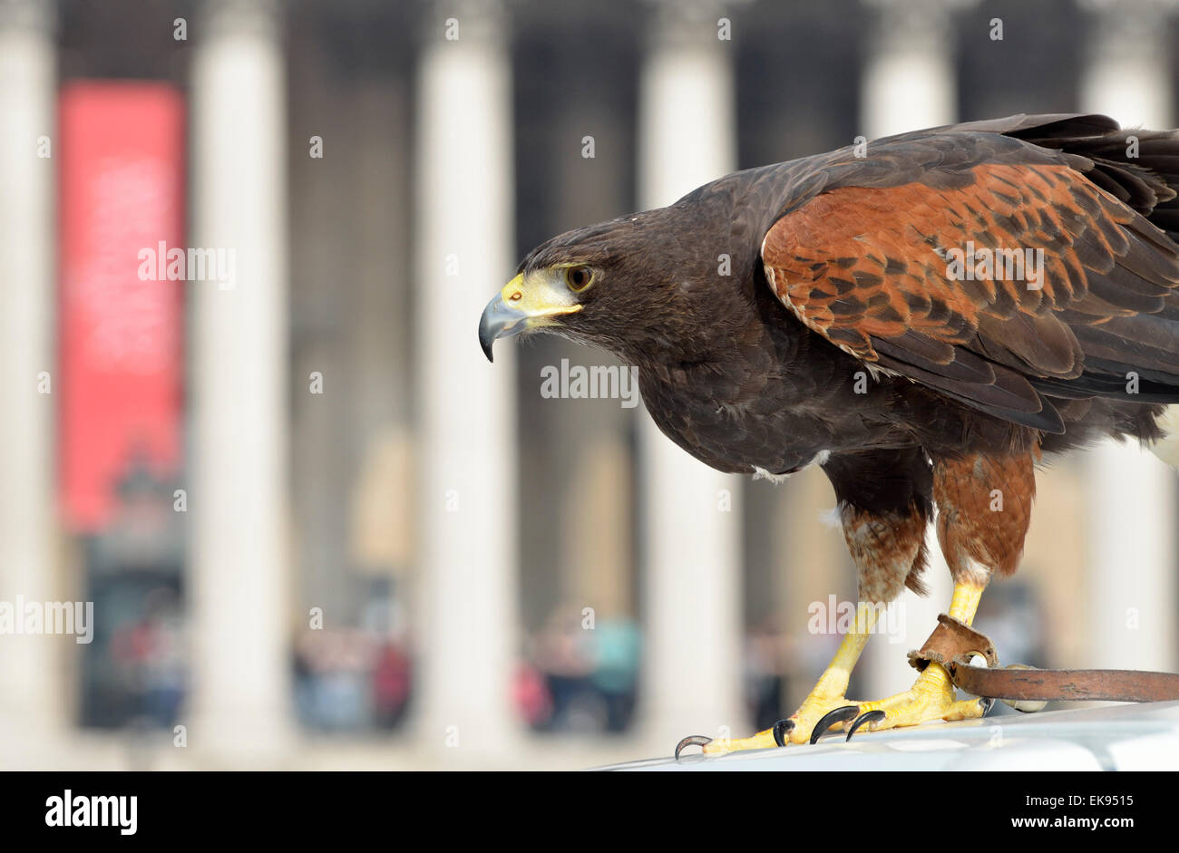 Londres, Royaume-Uni. 8 avril 2015. A Harris's Hawk, (Parabuteo unicinctus) utilisé pour contrôler les pigeons de Trafalgar Square, est montré au public par le maître Wayne Parsons Credit: PjrNews/Alamy Live News Banque D'Images