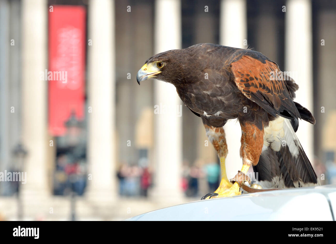 Londres, Royaume-Uni. 8 avril 2015. A Harris's Hawk, (Parabuteo unicinctus) utilisé pour contrôler les pigeons de Trafalgar Square, est montré au public par le maître Wayne Parsons Credit: PjrNews/Alamy Live News Banque D'Images