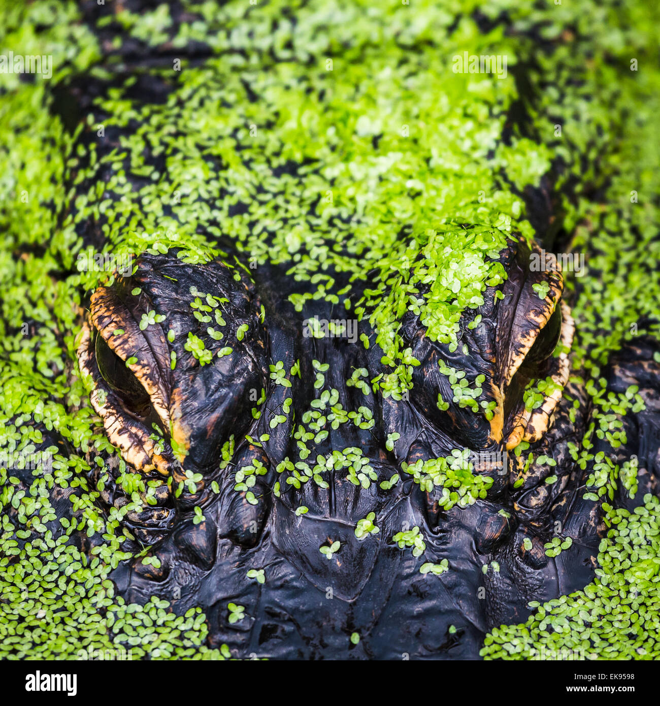 Cadre d'une culture étroitement alligator flottant dans les algues. Banque D'Images