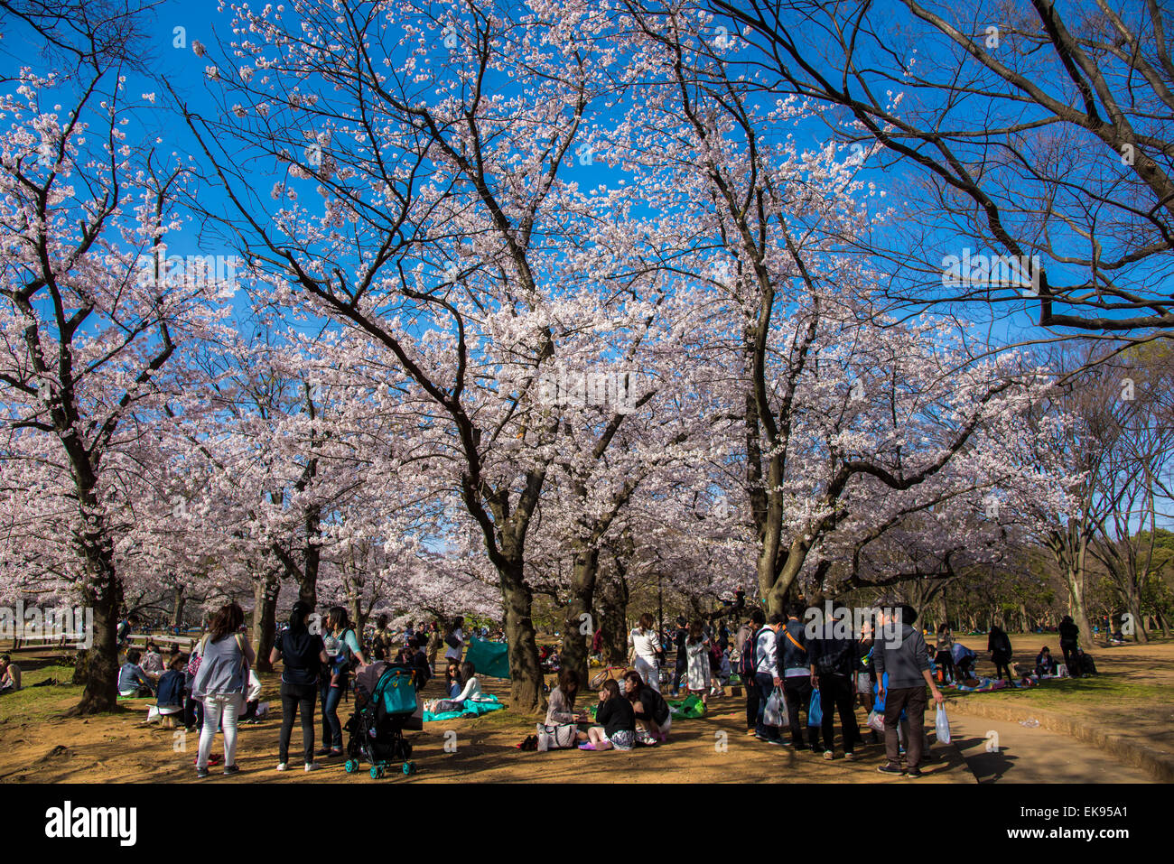 Fleur de cerisier,rivière Meguro Tokyo,Japon,,Meguro-Ku Banque D'Images