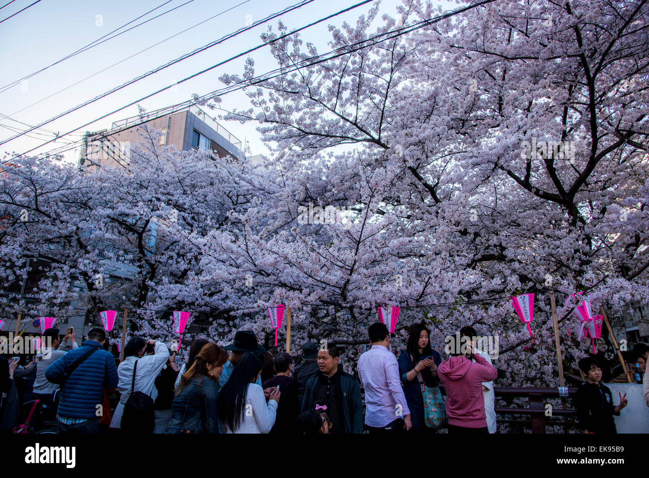 Fleur de cerisier,rivière Meguro Tokyo,Japon,,Meguro-Ku Banque D'Images