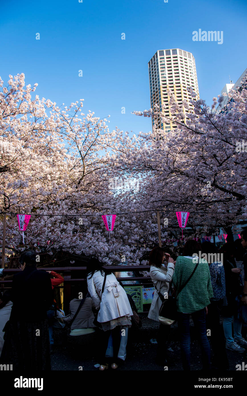 Fleur de cerisier,rivière Meguro Tokyo,Japon,,Meguro-Ku Banque D'Images