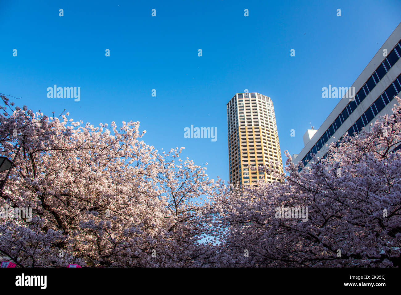Fleur de cerisier,rivière Meguro Tokyo,Japon,,Meguro-Ku Banque D'Images