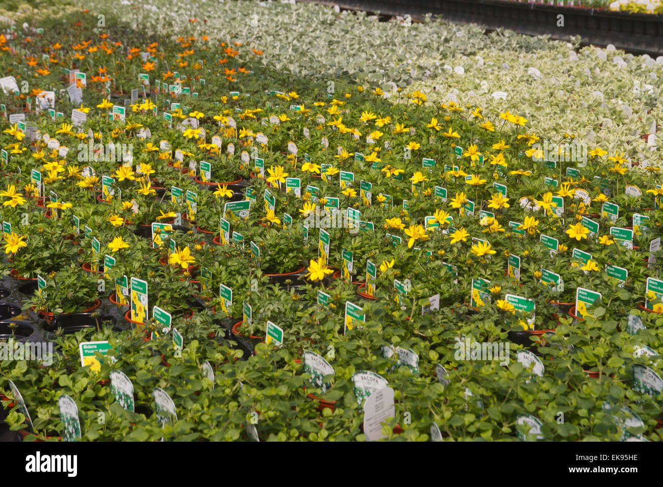 Les plantes dans la serre d'un centre de jardin à Somerset Banque D'Images