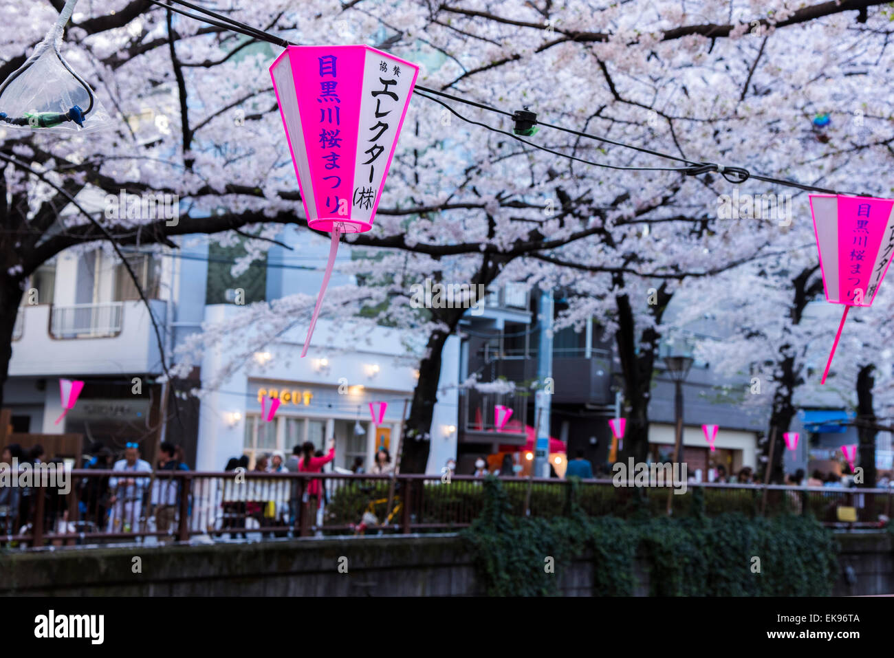 Fleur de cerisier,rivière Meguro Tokyo,Japon,,Meguro-Ku Banque D'Images