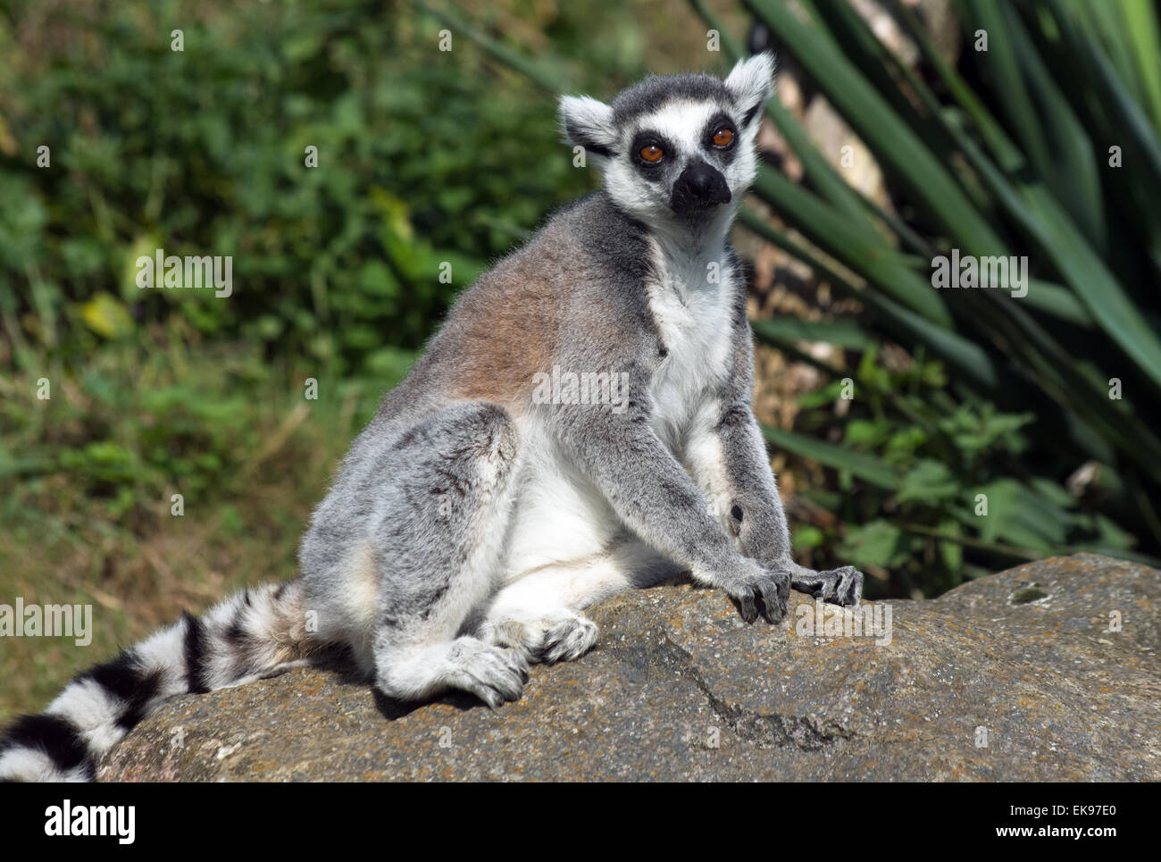 RING-TAILED Lemur catta, Lumur, Madagascar Banque D'Images