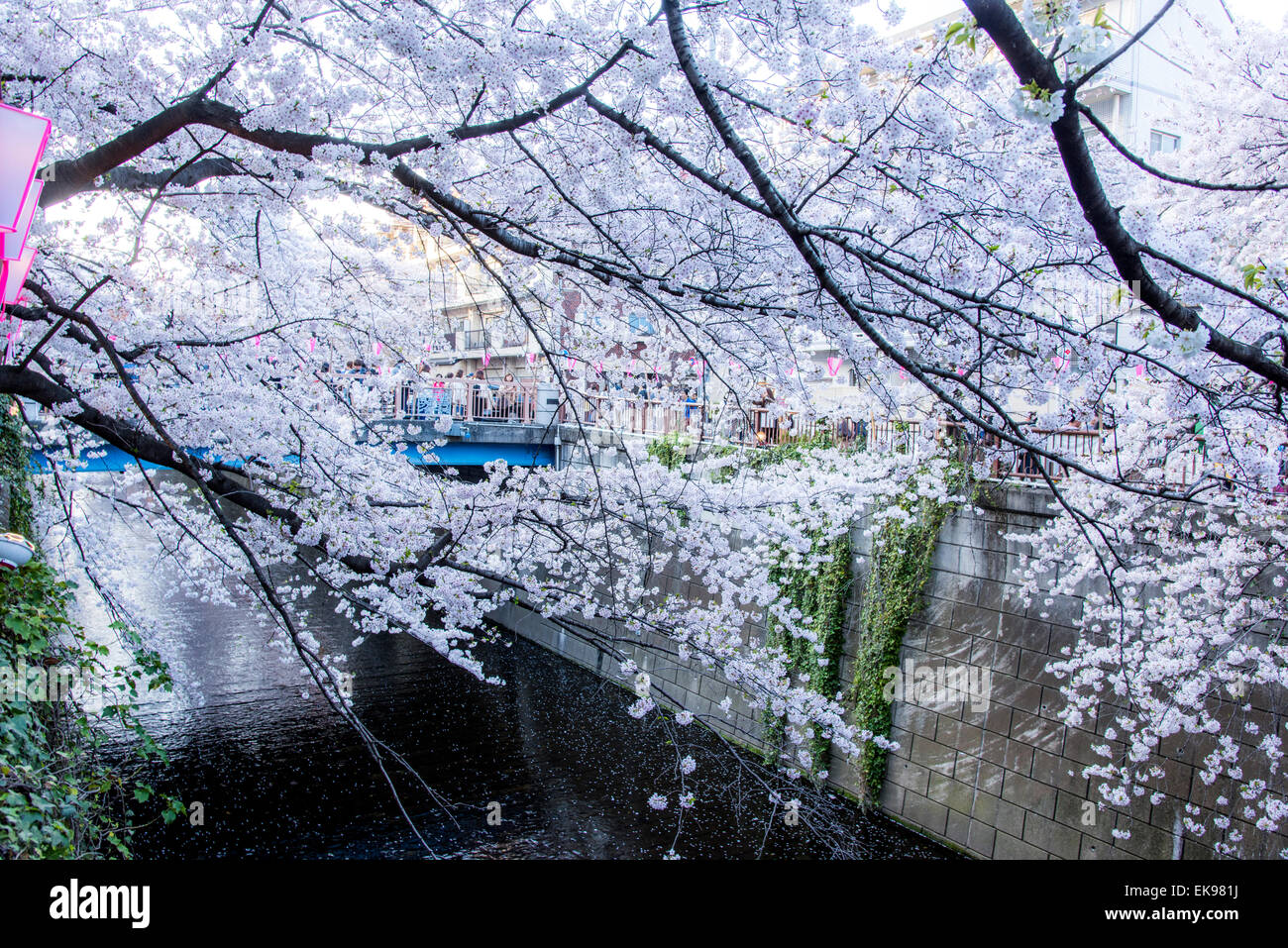 Fleur de cerisier,rivière Meguro Tokyo,Japon,,Meguro-Ku Banque D'Images