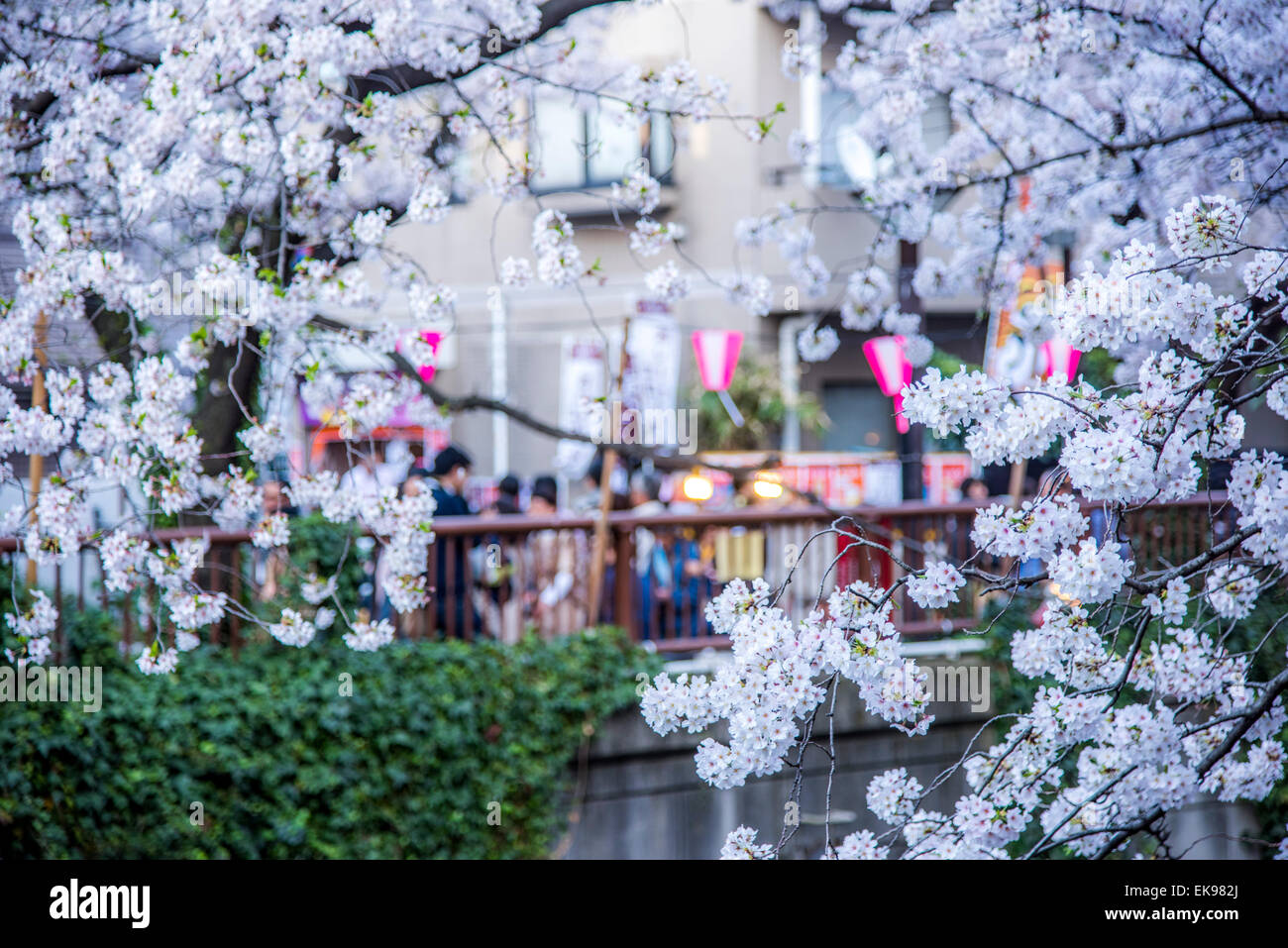 Fleur de cerisier,rivière Meguro Tokyo,Japon,,Meguro-Ku Banque D'Images