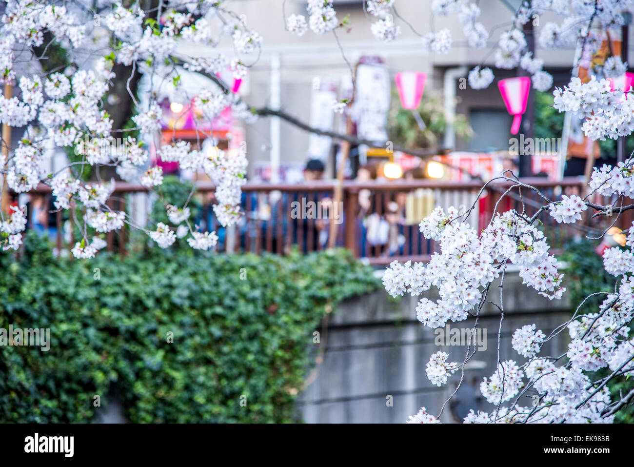 Fleur de cerisier,rivière Meguro Tokyo,Japon,,Meguro-Ku Banque D'Images