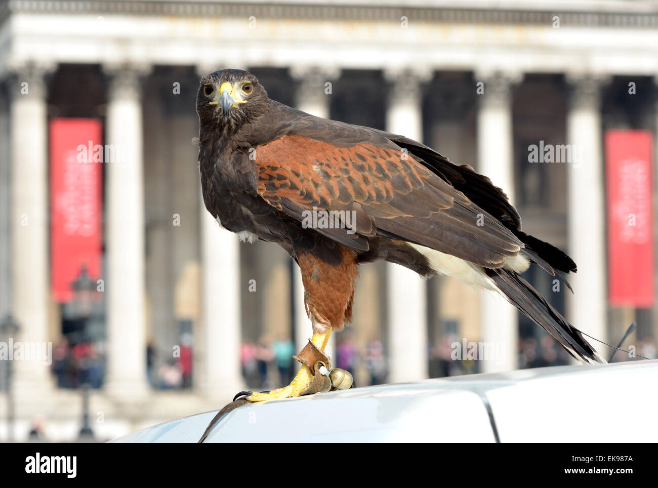 Londres, Royaume-Uni. 8 avril 2015. A Harris's Hawk, (Parabuteo unicinctus) utilisé pour contrôler les pigeons de Trafalgar Square, est montré au public par le maître Wayne Parsons Credit: PjrNews/Alamy Live News Banque D'Images
