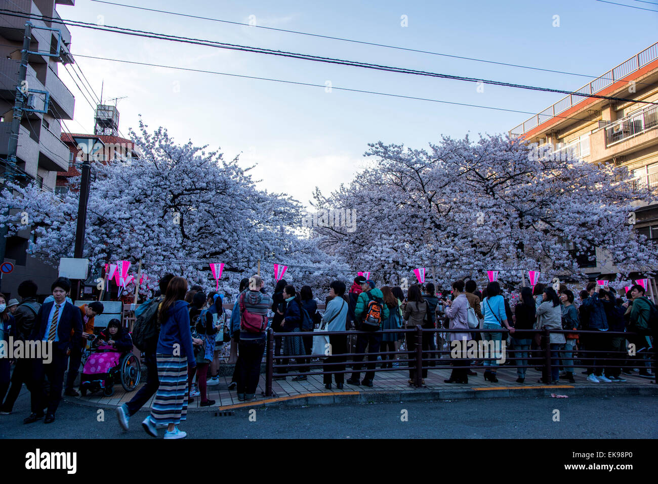 Fleur de cerisier,rivière Meguro Tokyo,Japon,,Meguro-Ku Banque D'Images