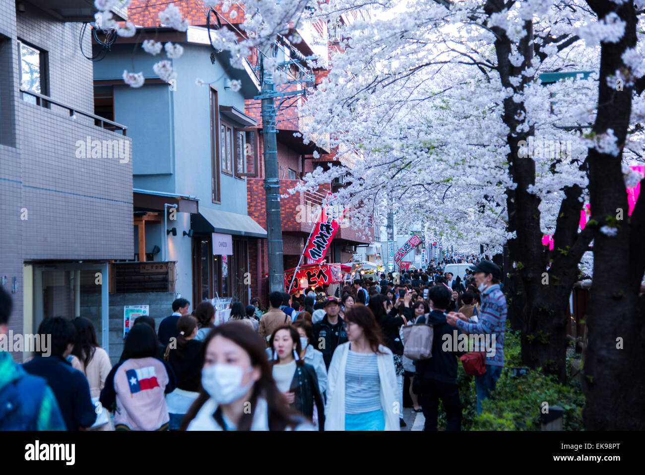 Fleur de cerisier,rivière Meguro Tokyo,Japon,,Meguro-Ku Banque D'Images