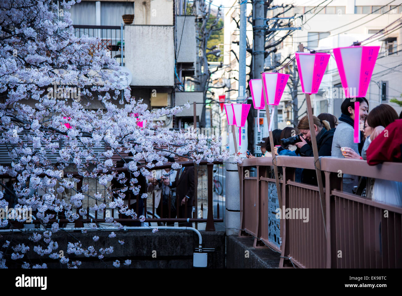 Fleur de cerisier,rivière Meguro Tokyo,Japon,,Meguro-Ku Banque D'Images