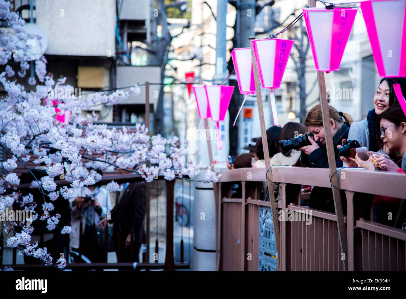 Fleur de cerisier,rivière Meguro Tokyo,Japon,,Meguro-Ku Banque D'Images