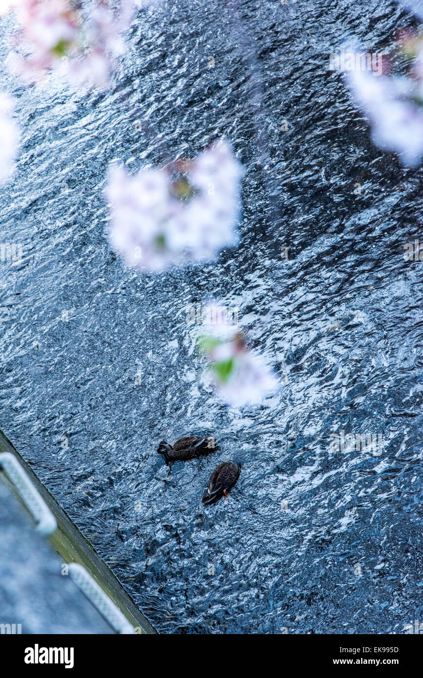 Fleur de cerisier,rivière Meguro Tokyo,Japon,,Meguro-Ku Banque D'Images