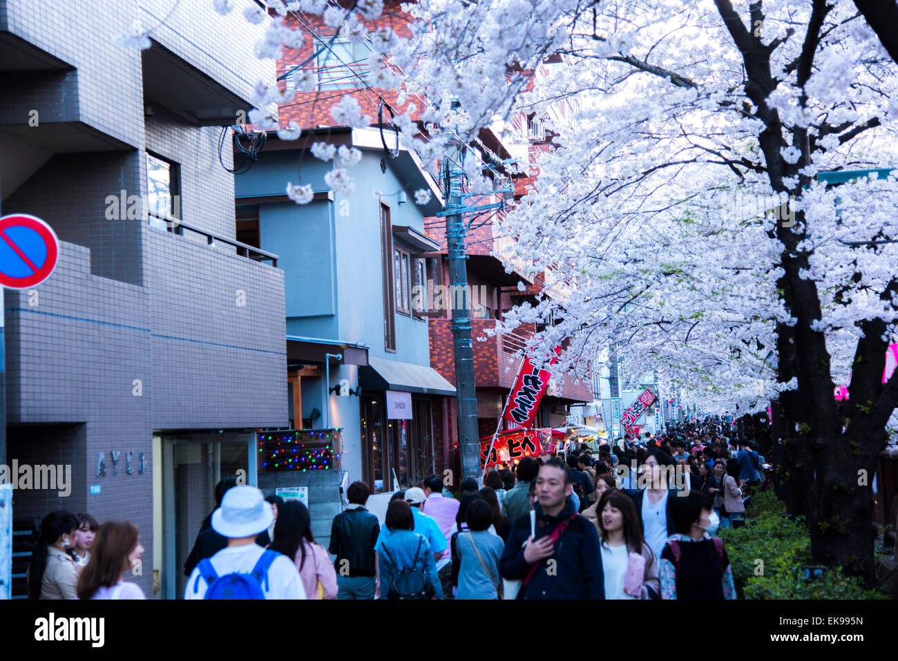 Fleur de cerisier,rivière Meguro Tokyo,Japon,,Meguro-Ku Banque D'Images