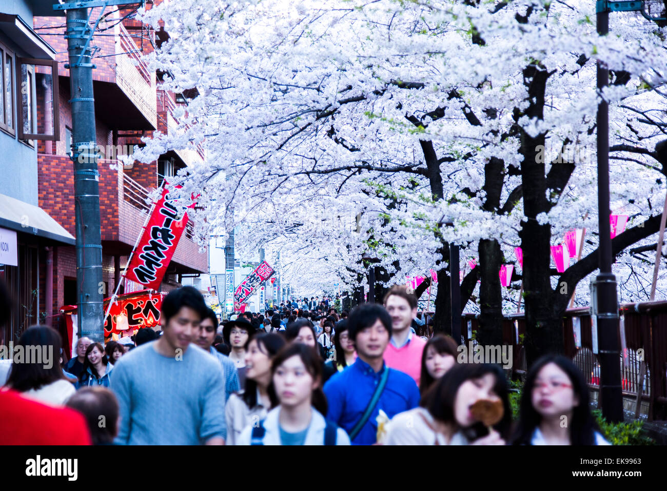 Fleur de cerisier,rivière Meguro Tokyo,Japon,,Meguro-Ku Banque D'Images