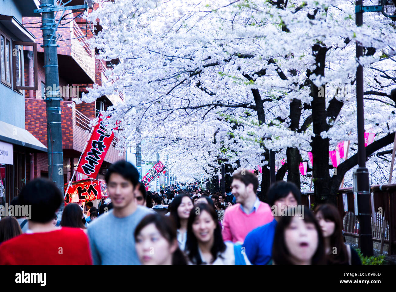 Fleur de cerisier,rivière Meguro Tokyo,Japon,,Meguro-Ku Banque D'Images