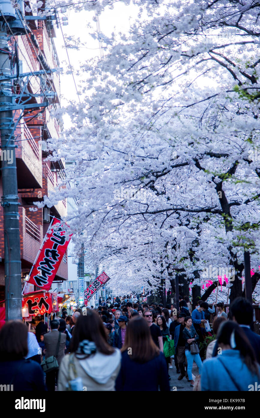 Fleur de cerisier,rivière Meguro Tokyo,Japon,,Meguro-Ku Banque D'Images