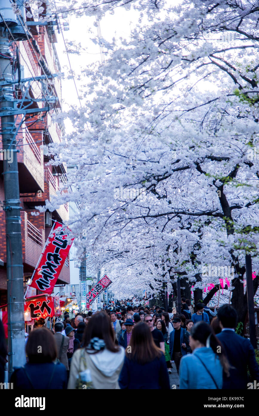 Fleur de cerisier,rivière Meguro Tokyo,Japon,,Meguro-Ku Banque D'Images