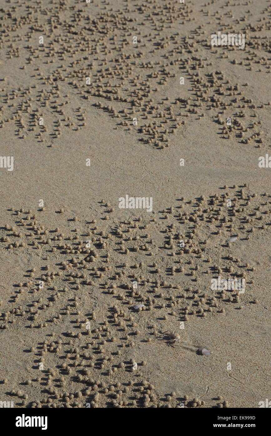 Un barboteur sable crabe et un modèle de granulés de sable qu'elle forme. Banque D'Images