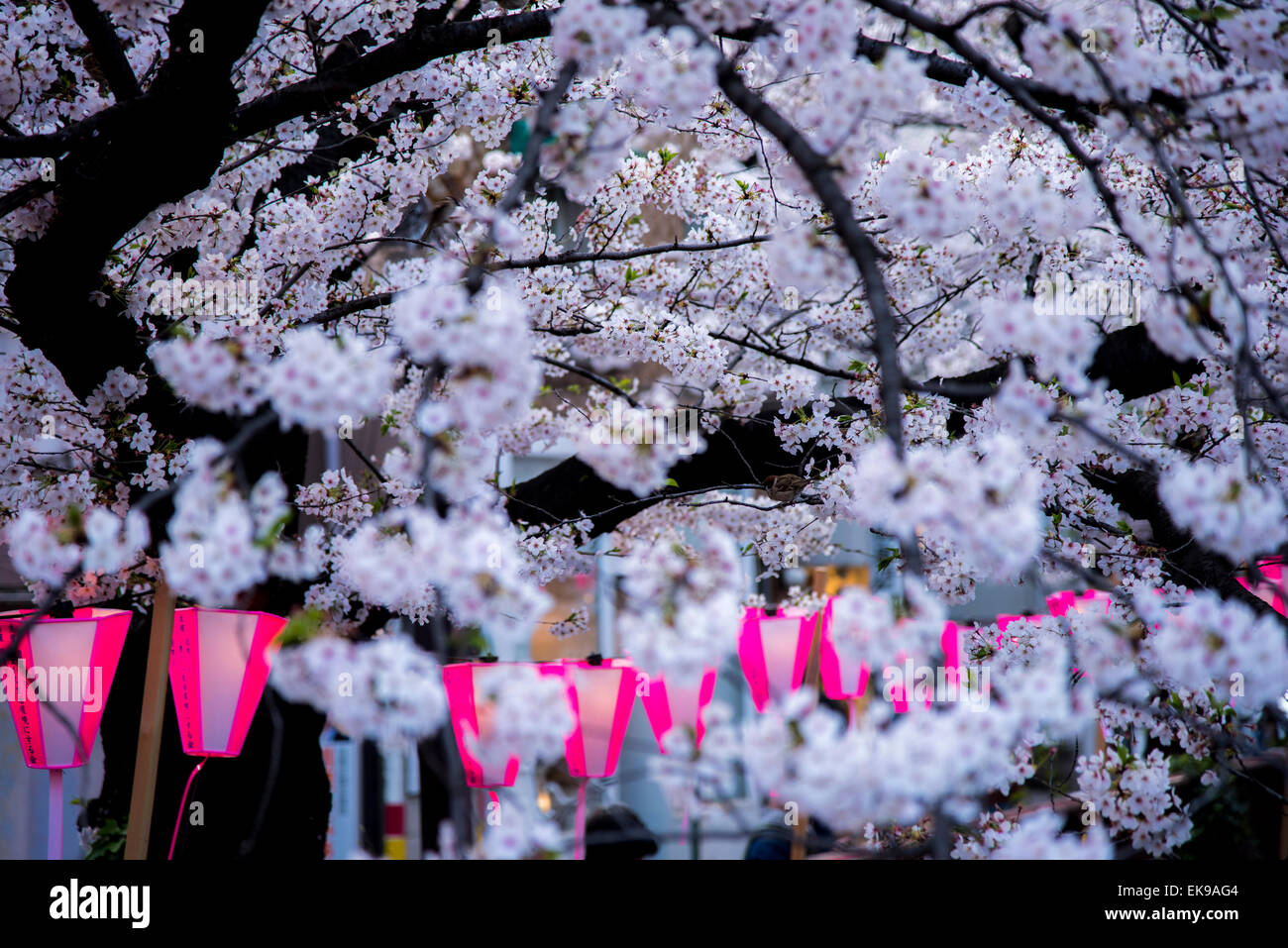 Fleur de cerisier,rivière Meguro Tokyo,Japon,,Meguro-Ku Banque D'Images