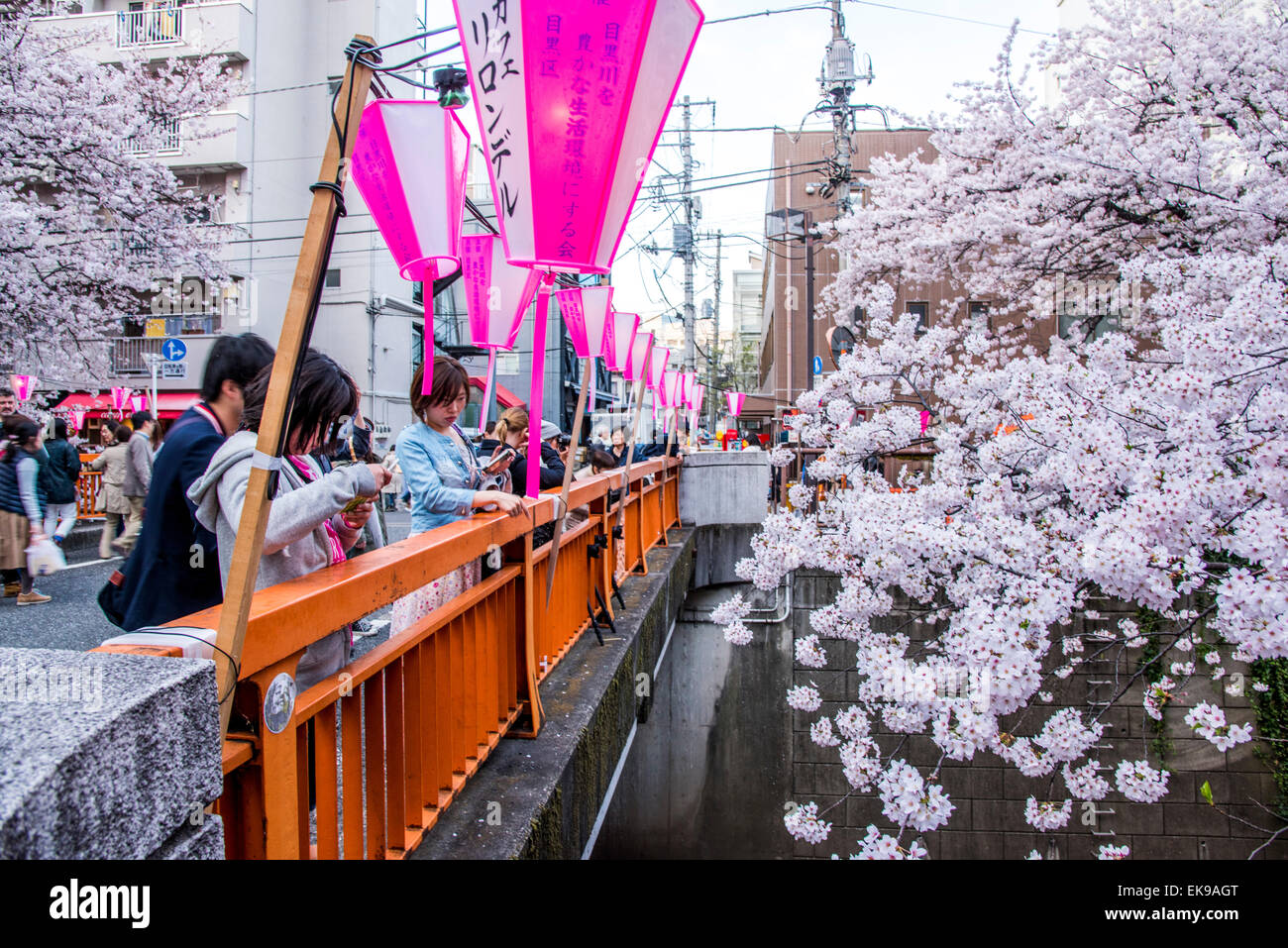 Fleur de cerisier,rivière Meguro Tokyo,Japon,,Meguro-Ku Banque D'Images