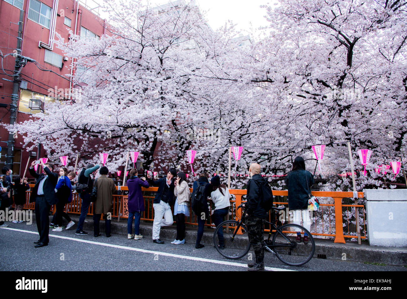 Fleur de cerisier,rivière Meguro Tokyo,Japon,,Meguro-Ku Banque D'Images