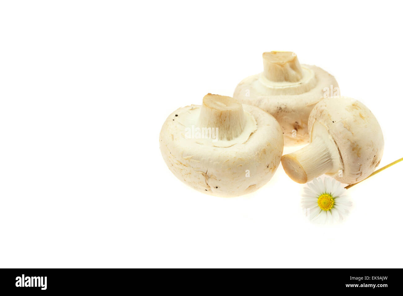 Les champignons et les radis isolated on white Banque D'Images