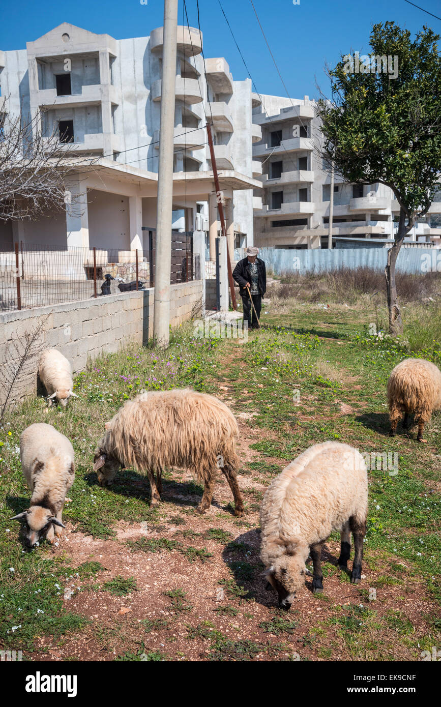 Le pâturage des moutons au bord de la route dans Ksamil dans le sud de l'Albanie. Banque D'Images