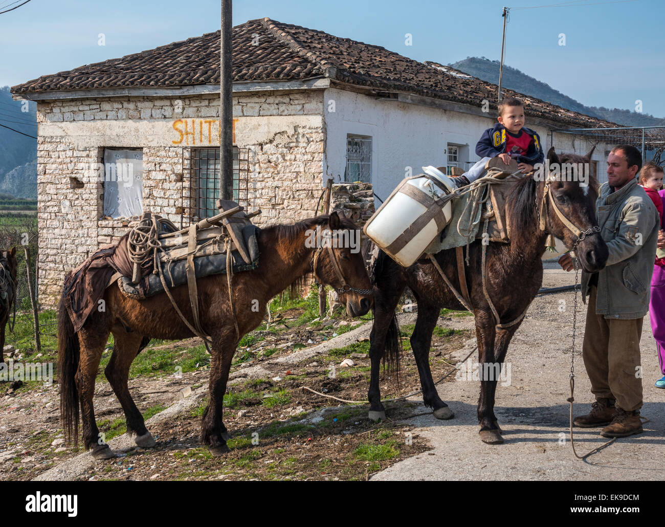 Chevaux au village de Vrina Vrina sur la plaine, Parc National de Butrint, Albanie méridionale. Banque D'Images