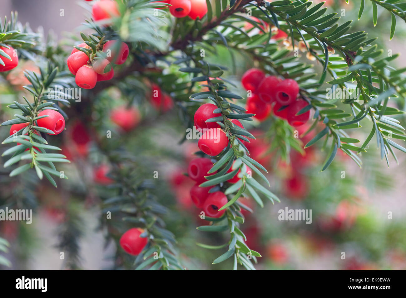 Fruits rouges sur les branches de pin Banque D'Images