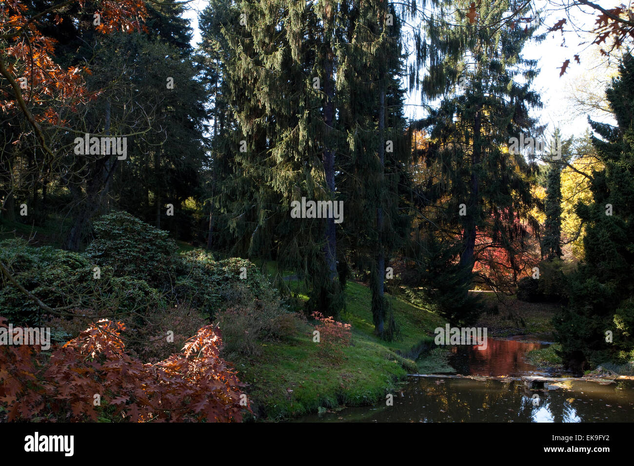 Beau paysage d'automne avec des arbres et un étang Banque D'Images