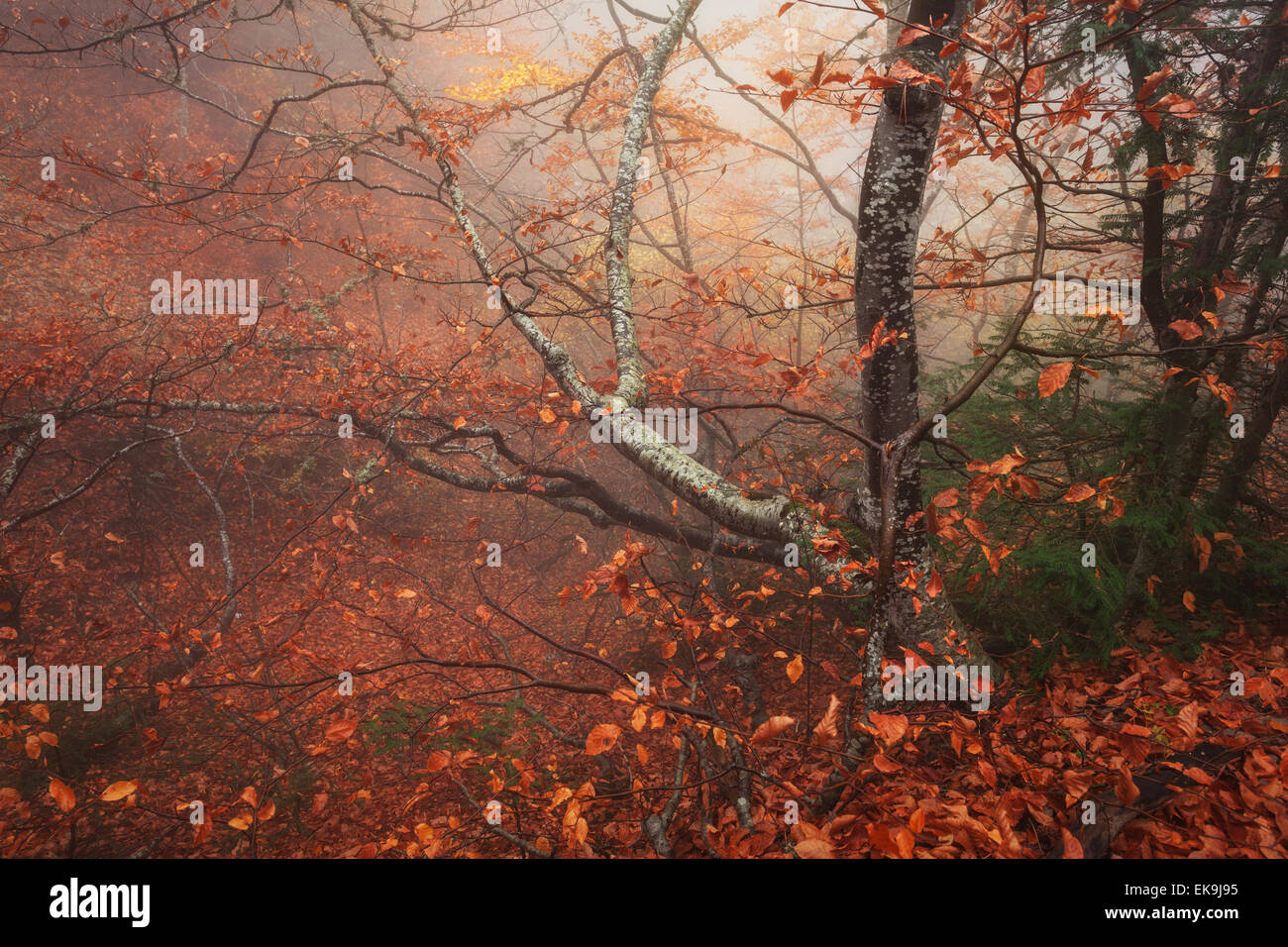 Brouillard dans la forêt. Matin d'automne en Crimée (Ai-Petry) Banque D'Images