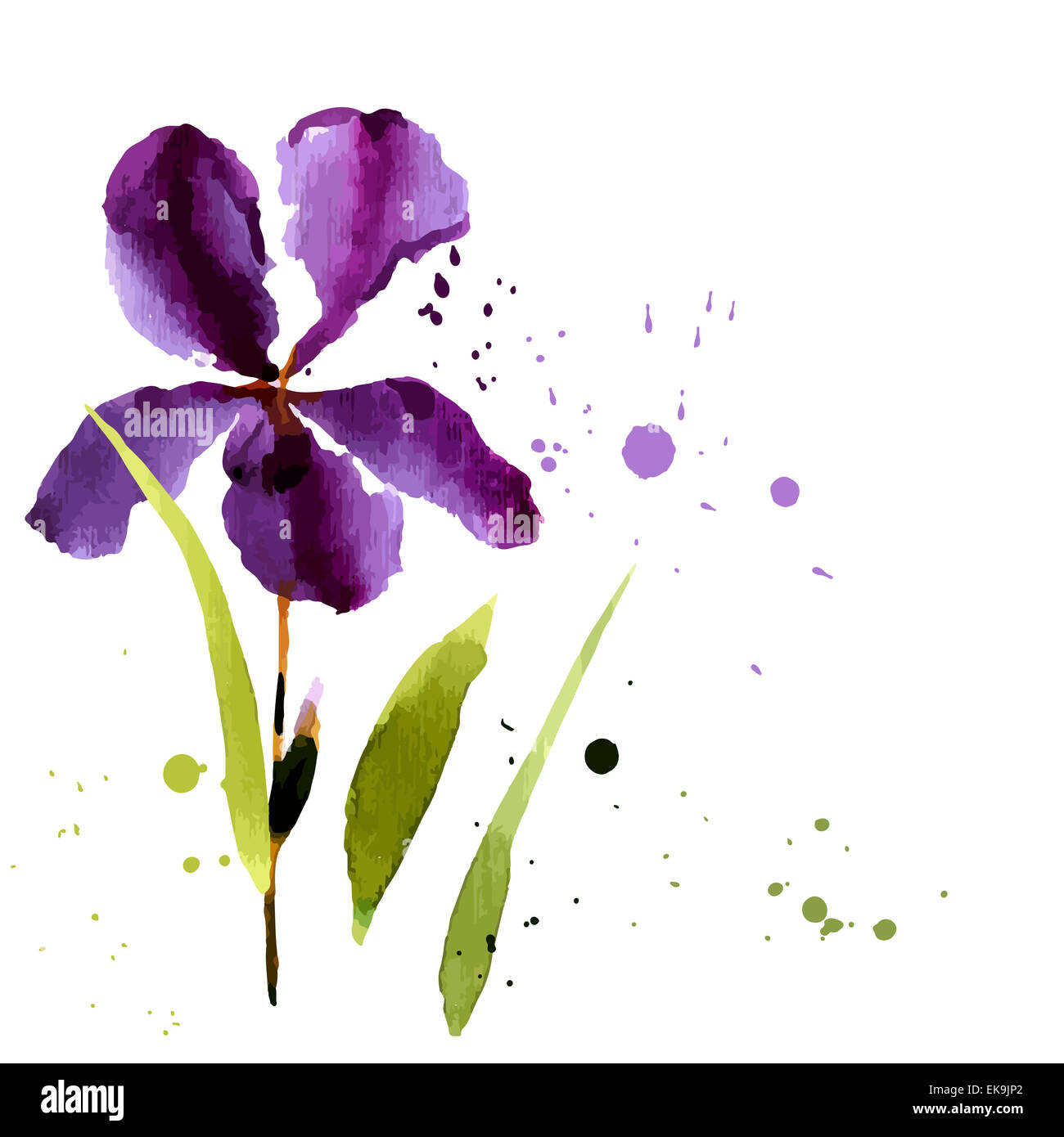 Iris Aquarelle Peut Etre Utilise Comme Carte De Vœux Carte D Invitation Pour Mariage Anniversaire Et Autre Maison De Vacances D Ete Et D Arriere Plan V Photo Stock Alamy Iris Aquarelle Peut Etre Utilise Comme Carte De Vœux Carte D Invitation Pour Mariage Anniversaire Et Autre Maison De Vacances D Ete Et D Arriere Plan V Photo Stock Alamy