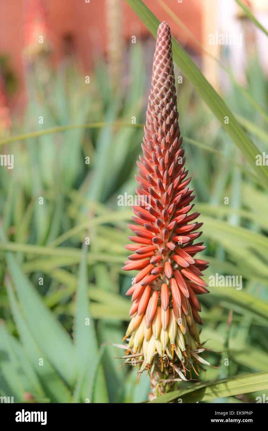 Un seul 'Red Hot poker' (Kniphofia) fleur contre green foliage Banque D'Images