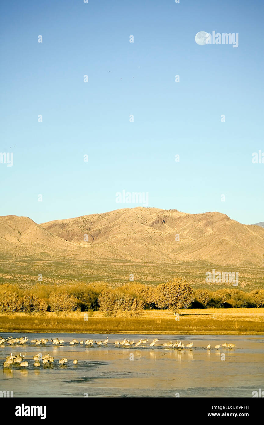 La grue à Bosque del Apache National Wildlife Refuge près de Socorro, Nouveau Mexique, USA Banque D'Images