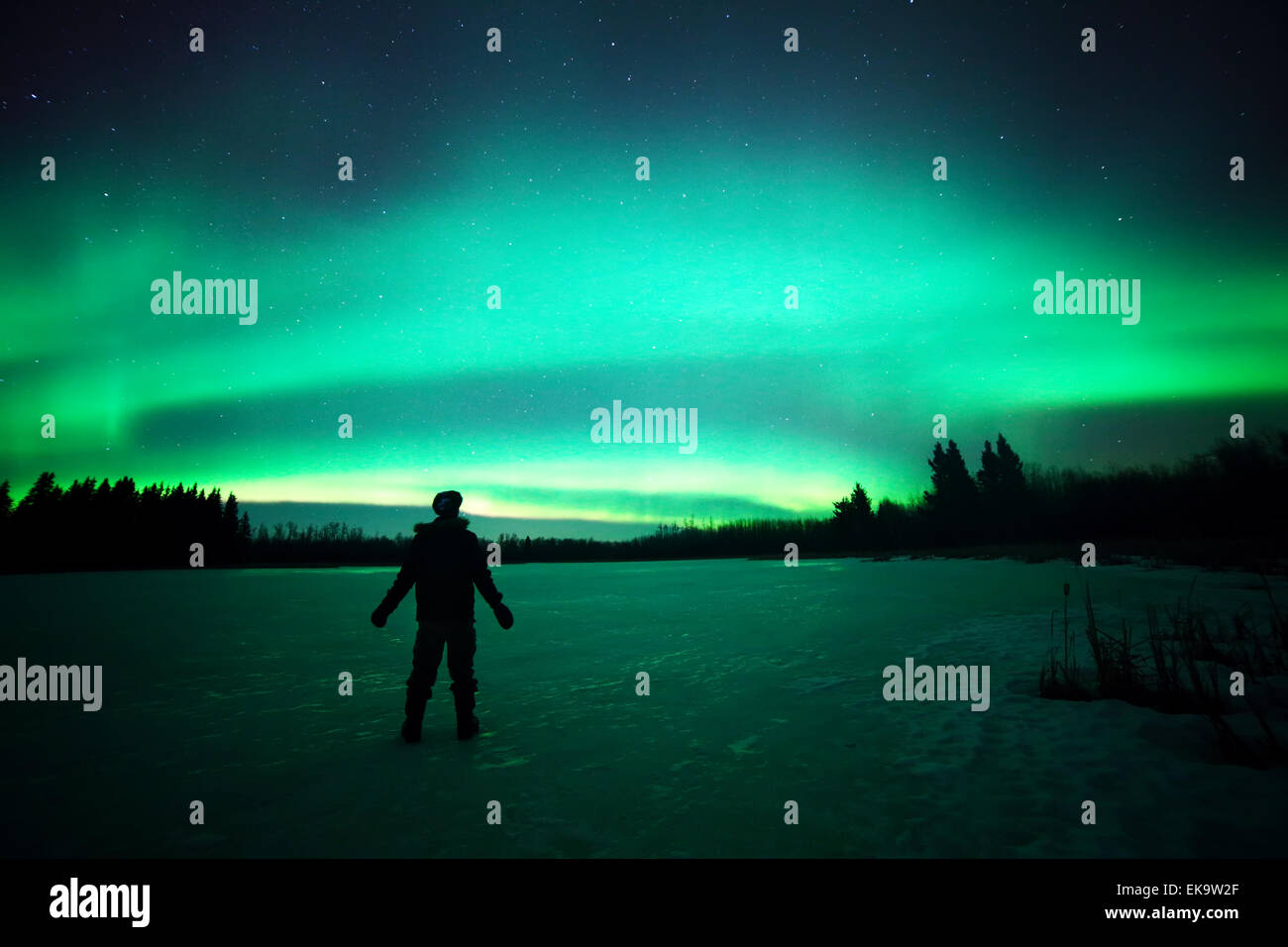 La luminescence verte des aurores boréales du nord du Canada Banque D'Images