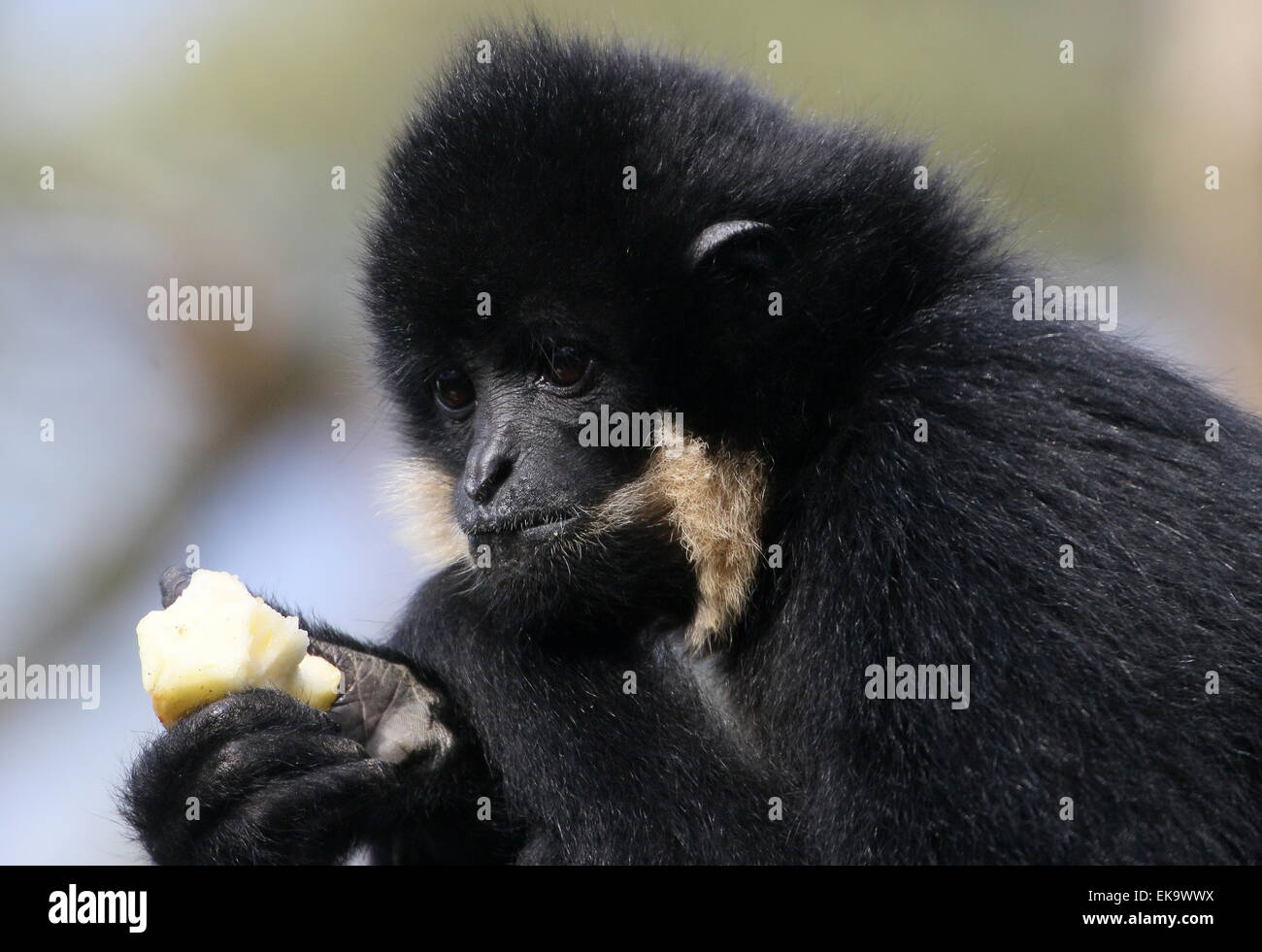 Femelle jaune cheeked gibbon (Nomascus gabriellae), alias golden cheeked gibbon à crête eating fruit Banque D'Images
